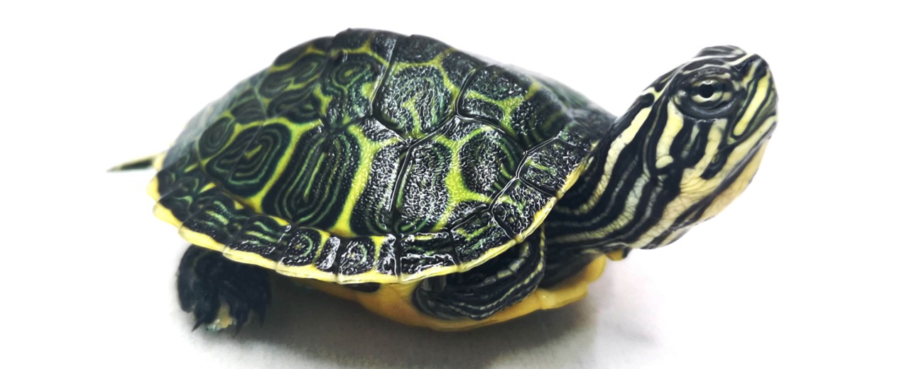 Pseudemys nelsoni
