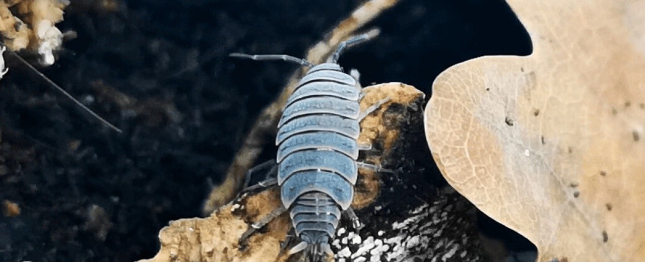 Porcellionides pruinosus