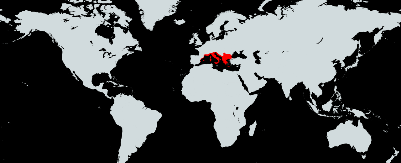 Żółw grecki (Testudo hermanni)