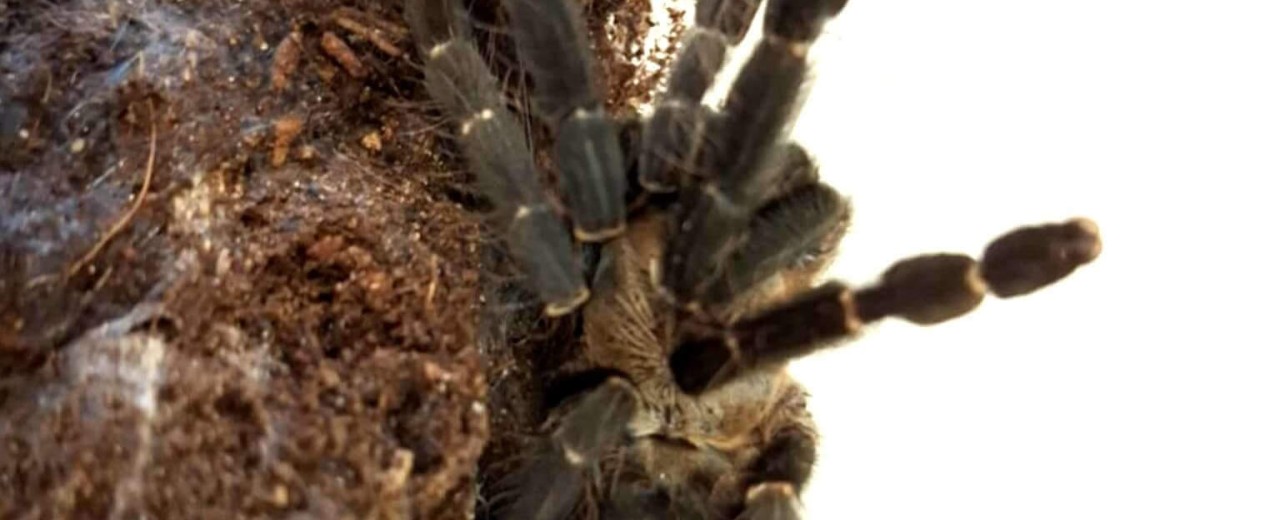 Phormingochilus hatihati
