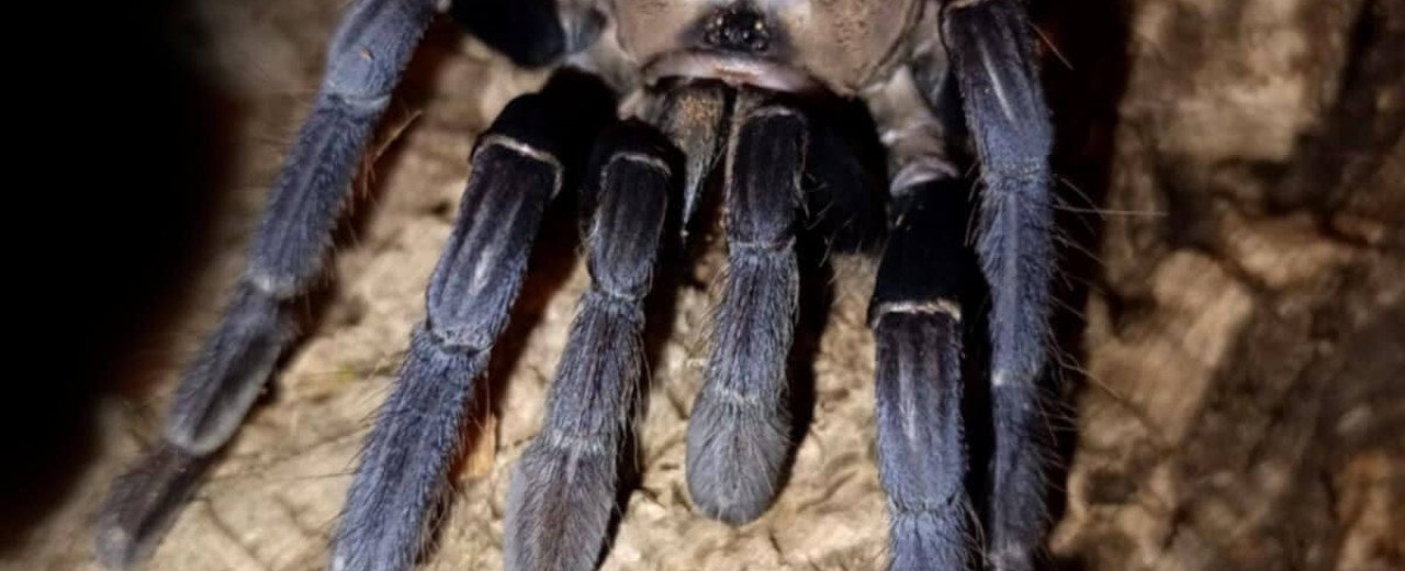 Phormingochilus hatihati