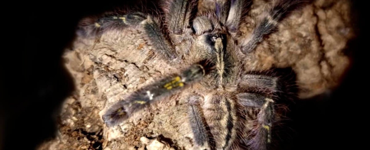 Poecilotheria rufilata