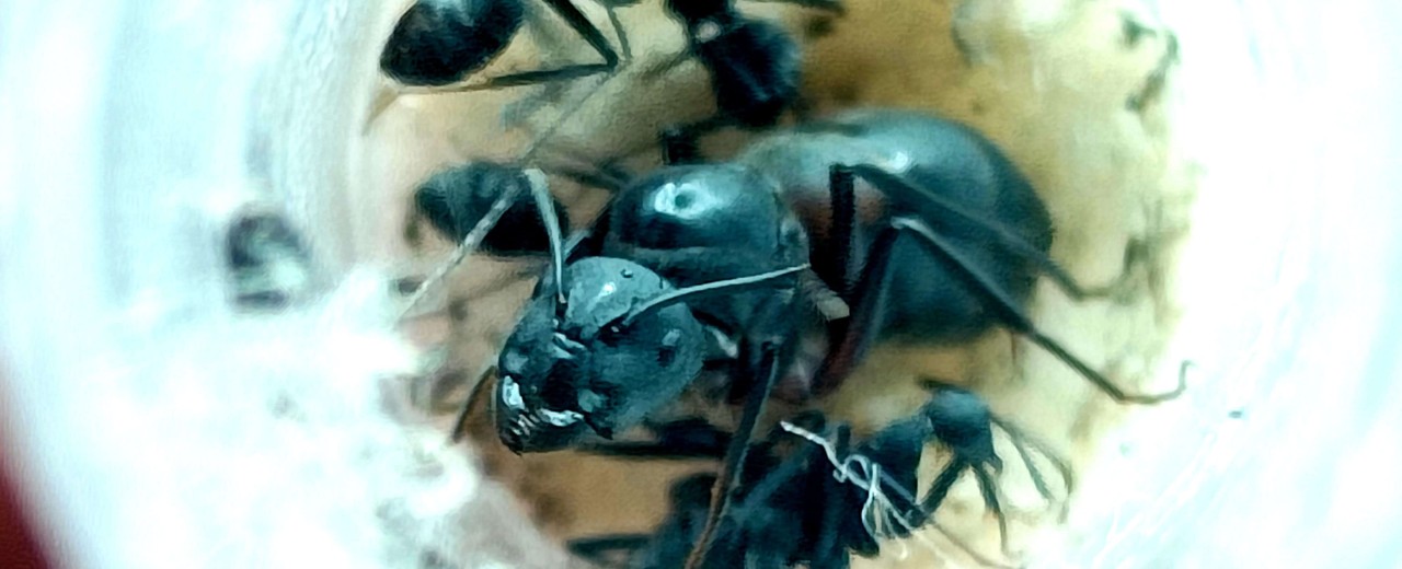 Camponotus cruentatus