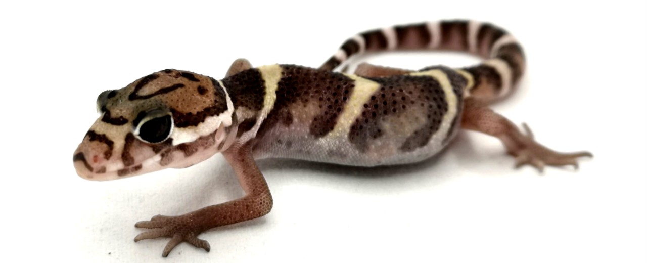 Coleonyx mitratus