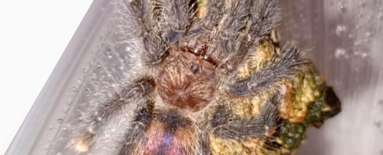 Avicularia juruensis ex. peru purple