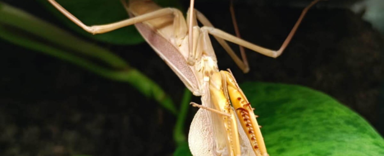 Rhombodera kirbyi
