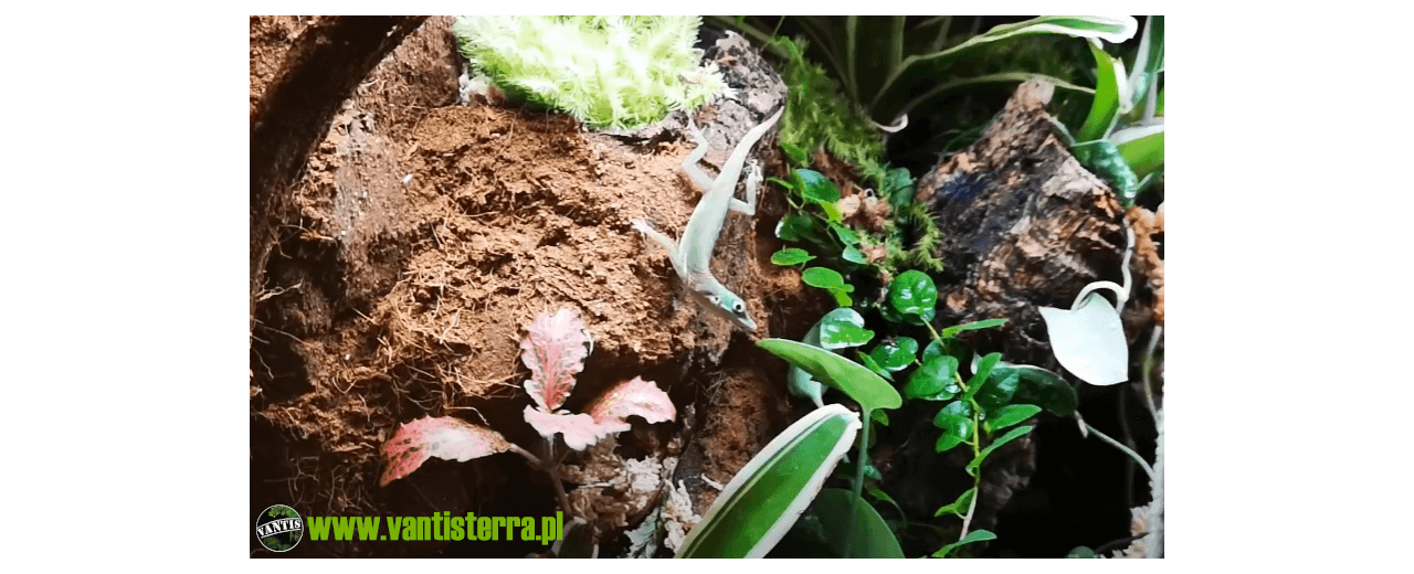 Anolis chlorocyanus ex. Anolis coelestinus