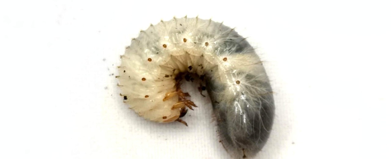 Chalcosoma atlas