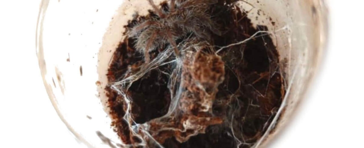 Ceratogyrus meridionalis