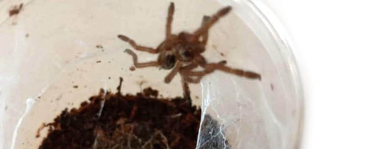Ceratogyrus sanderi