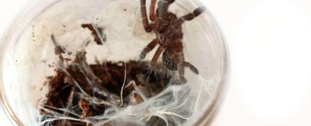 Pterinochilus chordatus