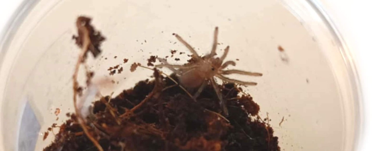 Chaetopelma olivaceum