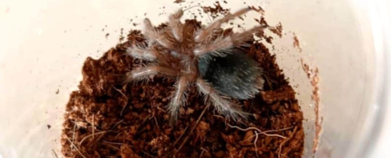 Grammostola pulchra