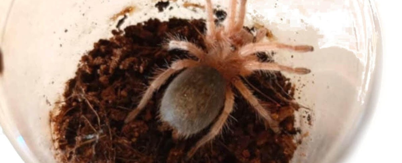 Grammostola rosea