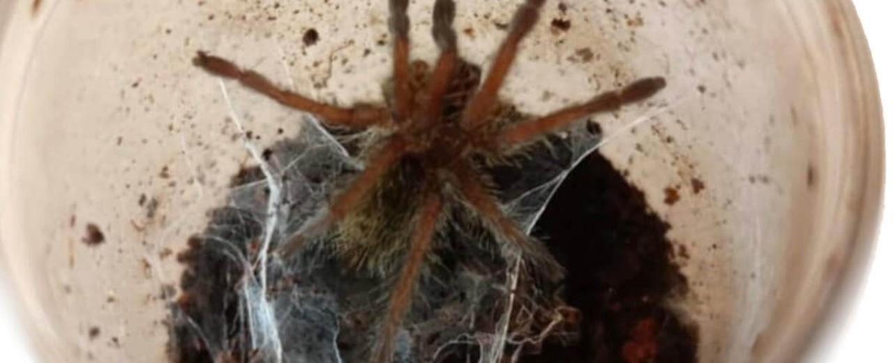 Harpactira baviana