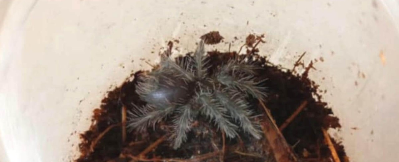Phormictopus auratus