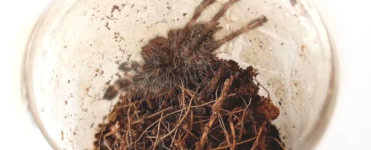 Poecilotheria striata