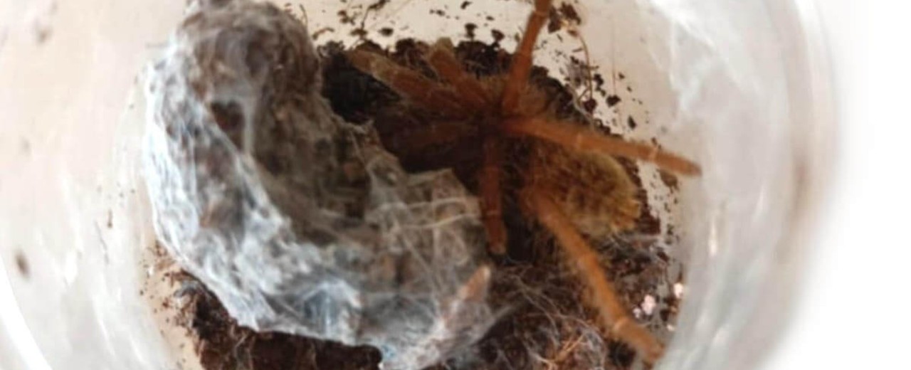 Pterinochilus lugardi