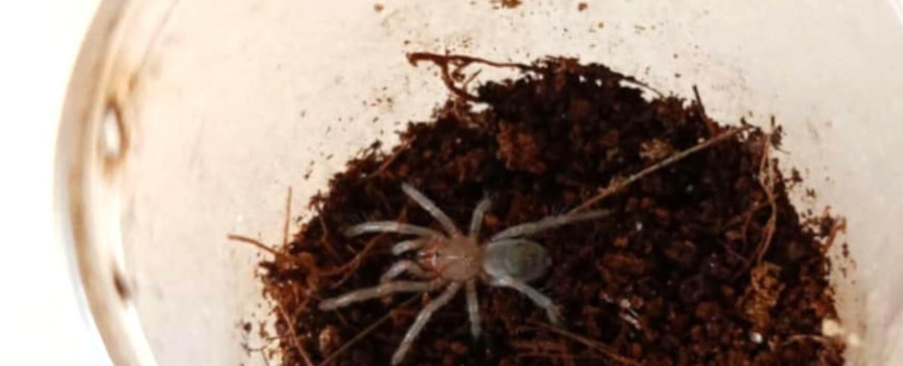 Thrixopelma pruriens