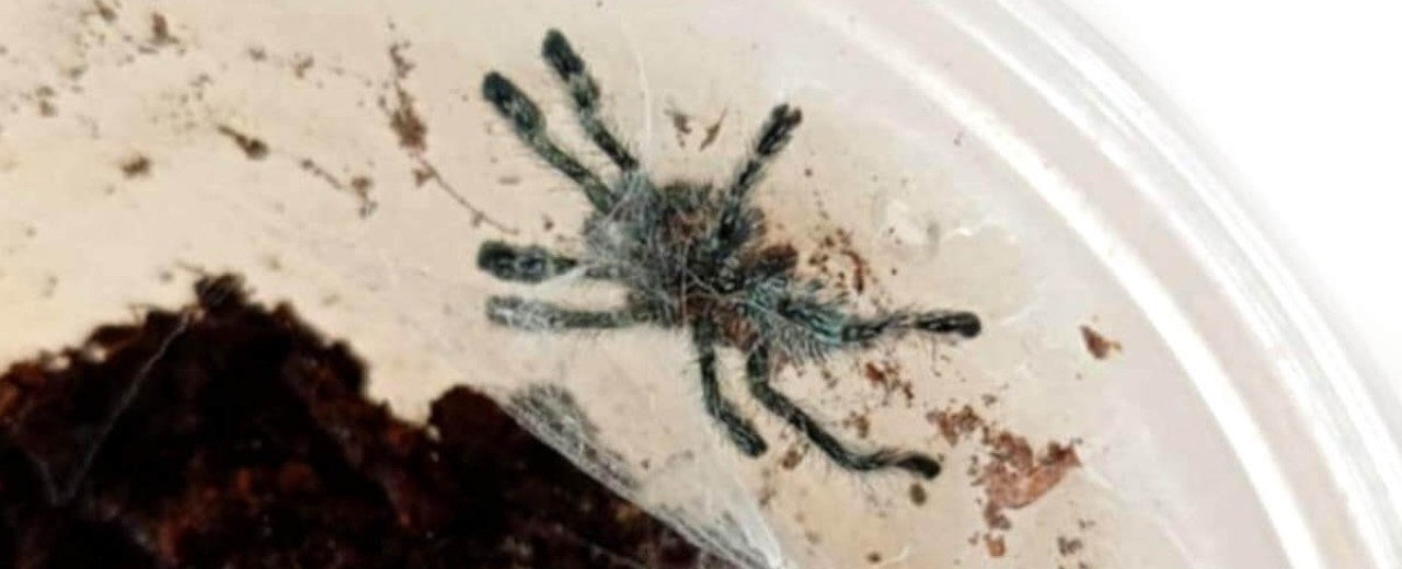 Ybyrapora diversipes