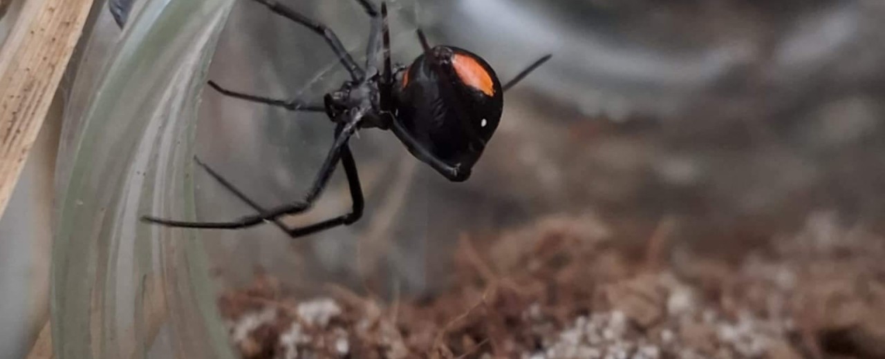 Latrodectus menavodi