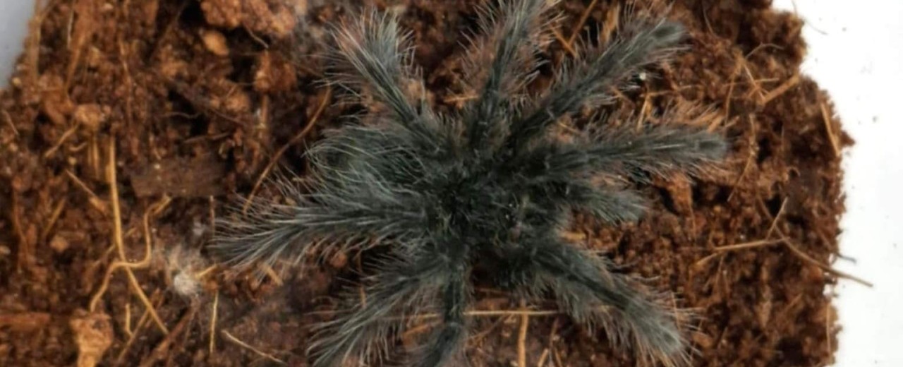 Theraphosa blondi - Ptasznik goliat 