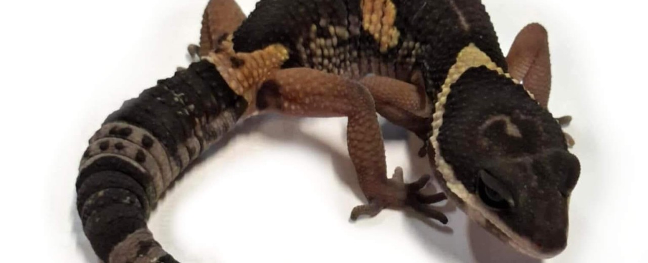 Eublepharis hardwickii 