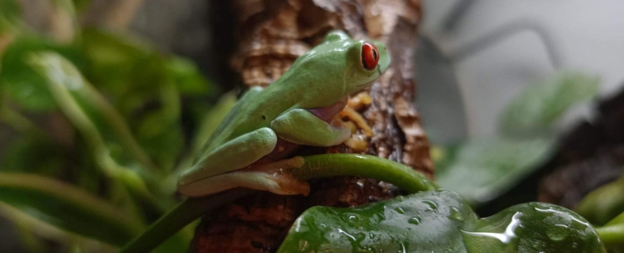 Chwytnica czerwonooka (Agalychnis callidryas)