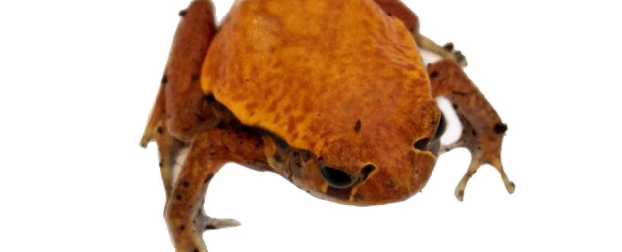 Żaba pomidorowa (Dyscophus guineti)