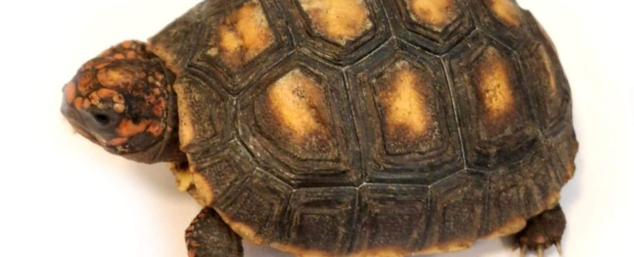 Żabuti czarny (Chelonoidis carbonarius)