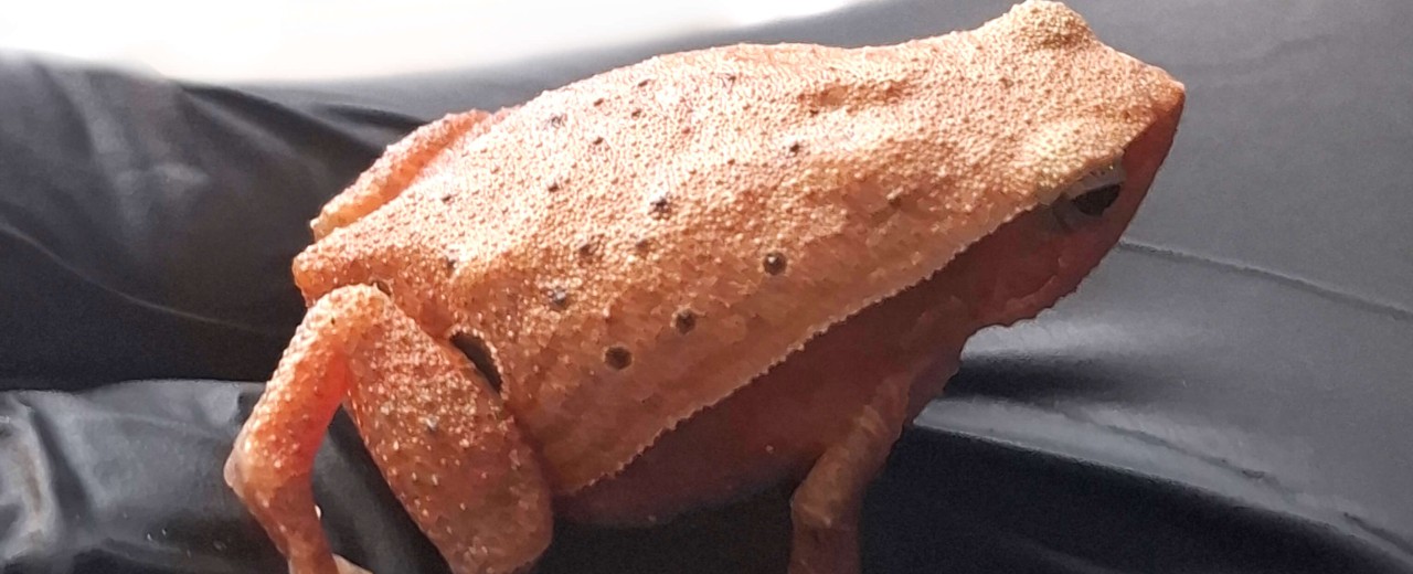 Kalophrynus cryptophonus