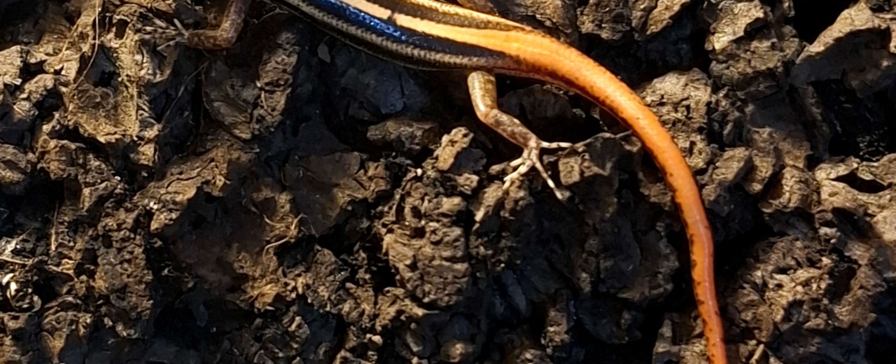 Lipinia vittigera