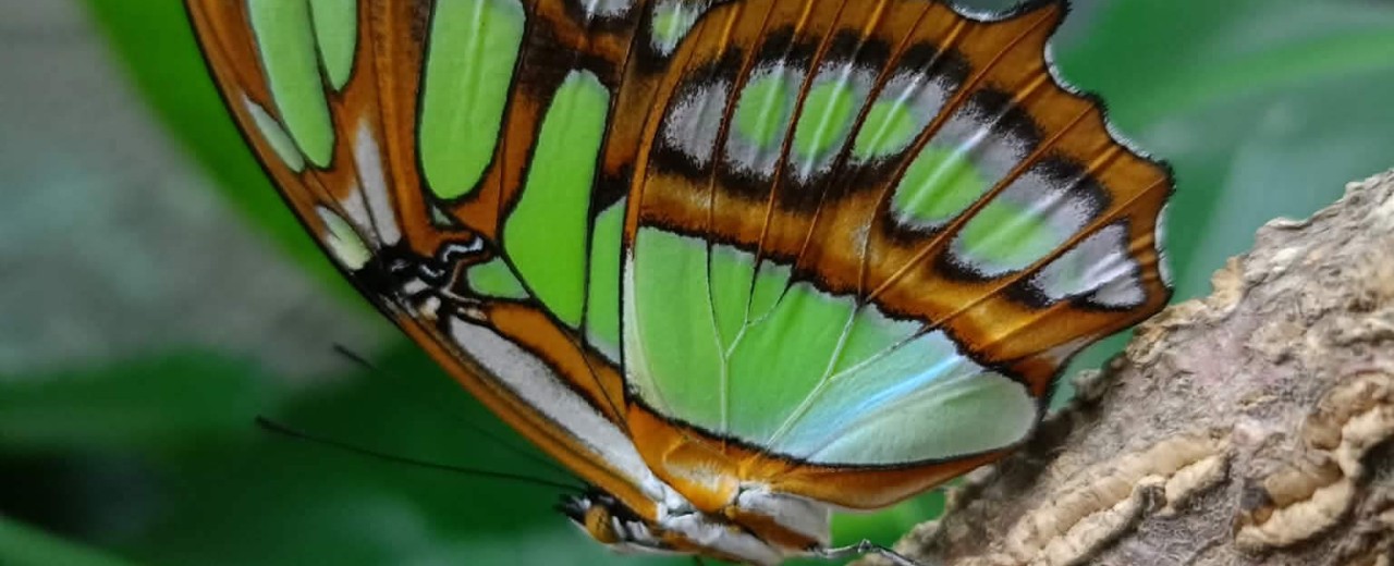 Siproeta stelenes