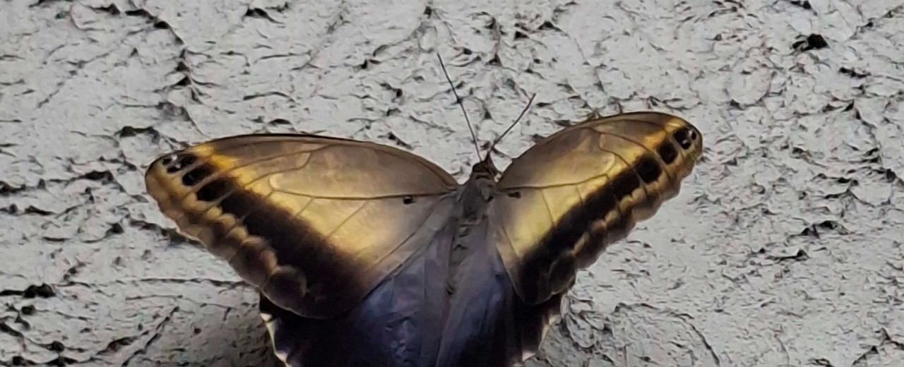 Caligo telamonius memnon