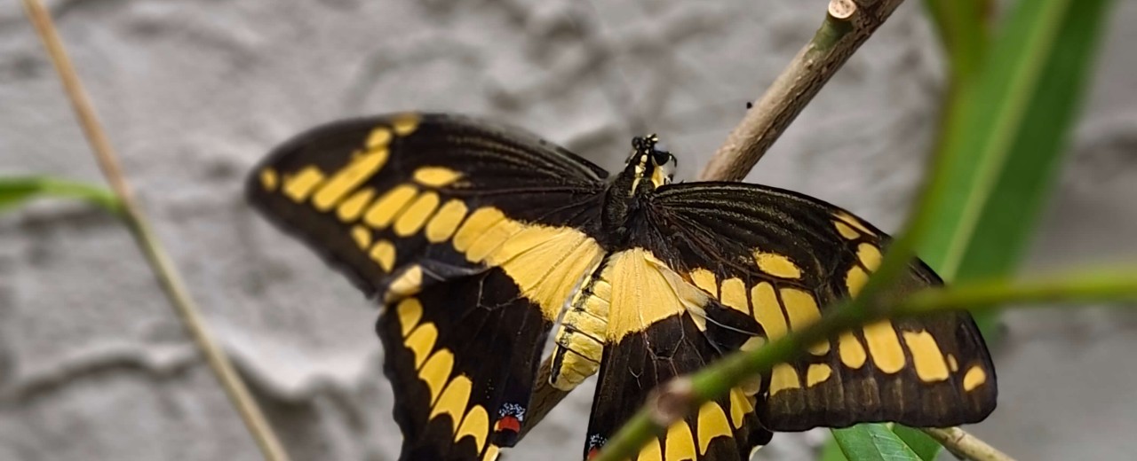 Heraclides thoas ex. Papilio thoas