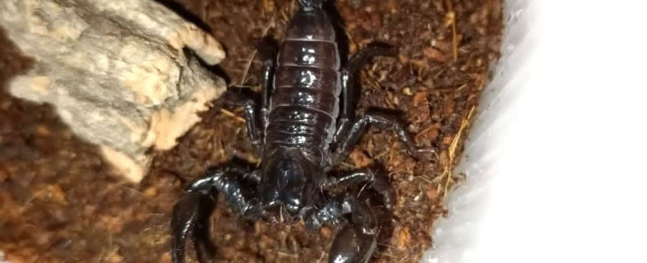 Skorpion cesarski (Pandinus imperator)