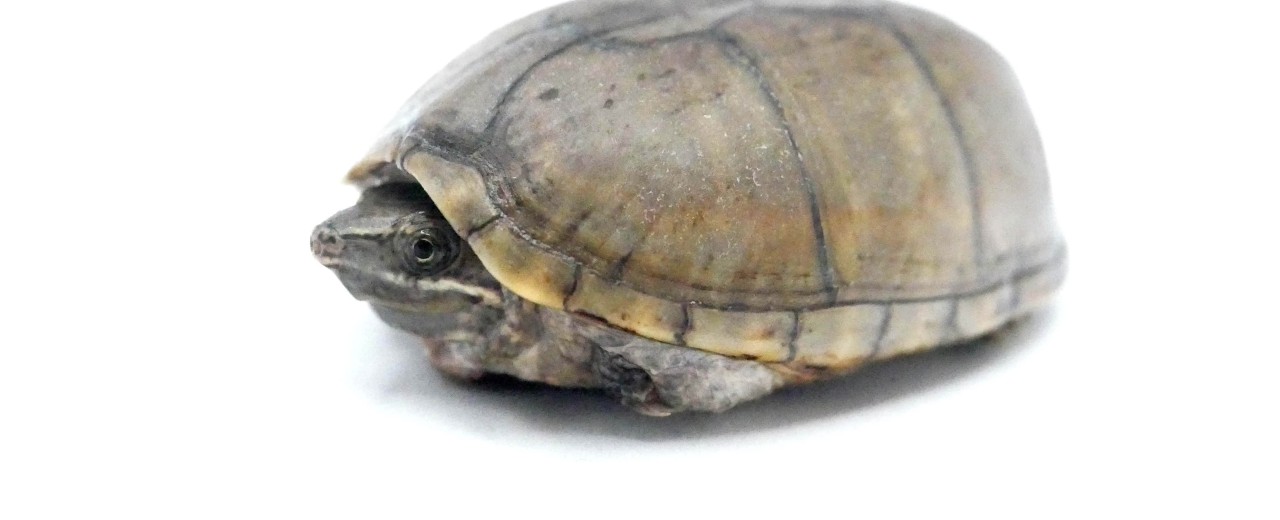 Żółw wonny (Sternotherus odoratus)