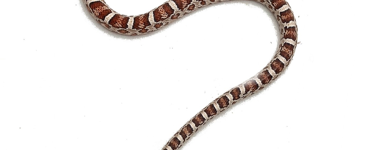 Wąż zbożowy (Pantherophis guttatus)