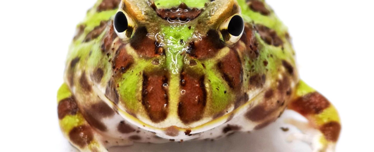 Żaba rogata (Ceratophrys cranwelli)