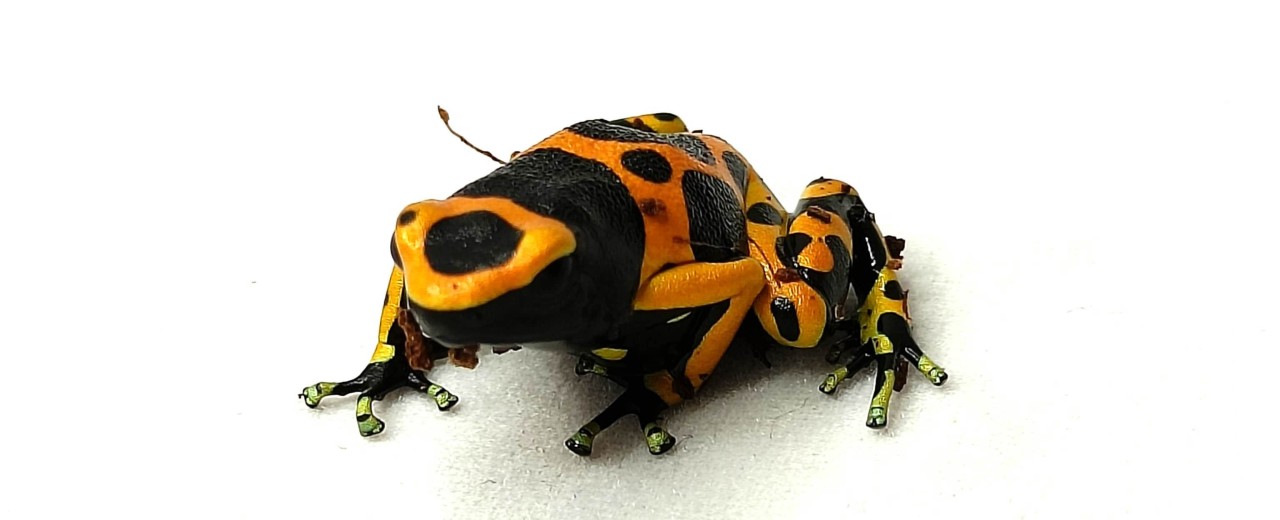 Drzewołaz żółtopasy (Dendrobates leucomelas)