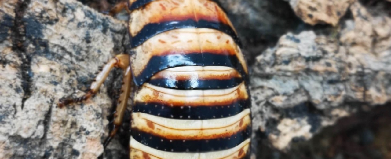 Elliptorhina javanica