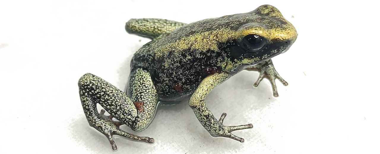 Liściołaz żółty (Phyllobates terribilis)