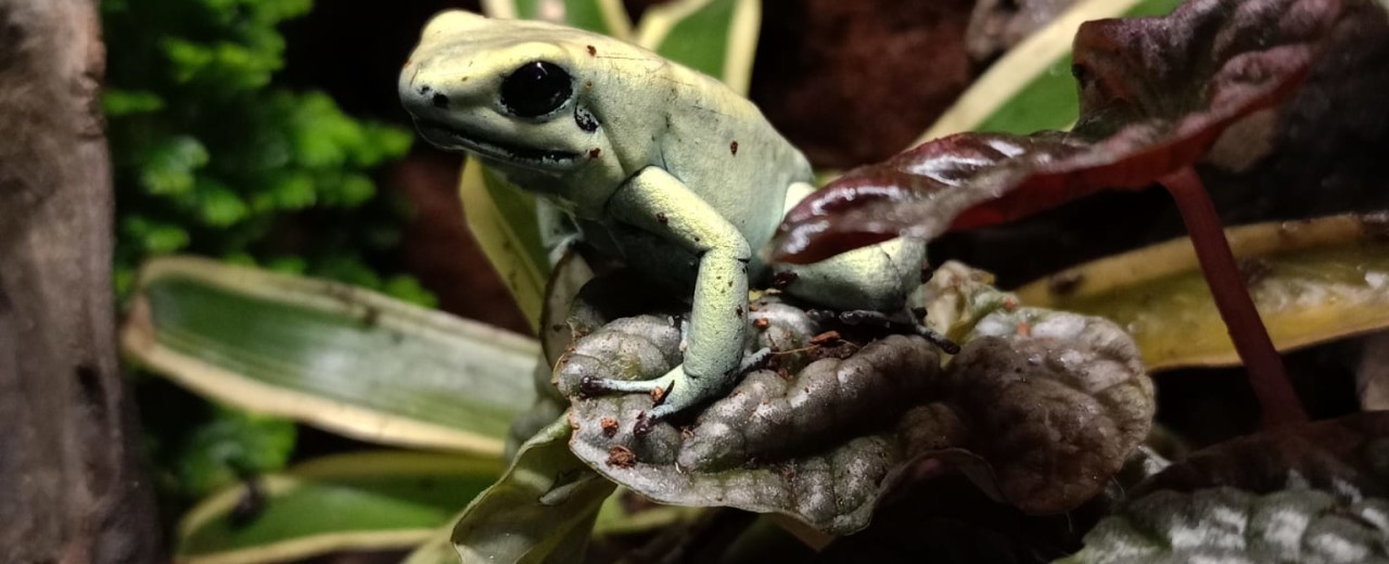 Liściołaz żółty (Phyllobates terribilis)