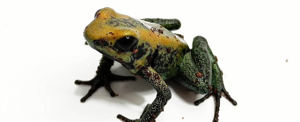 Liściołaz dwubarwny (Phyllobates bicolor)