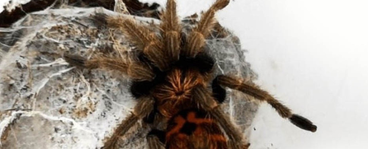 Chromatopelma cyaneopubescens