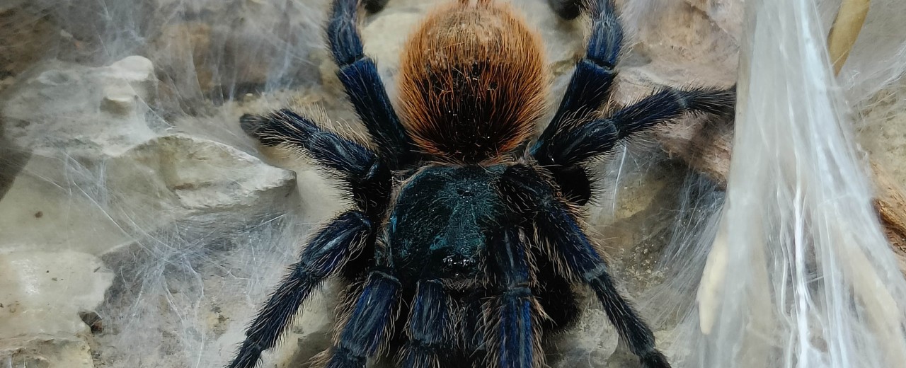 Chromatopelma cyaneopubescens