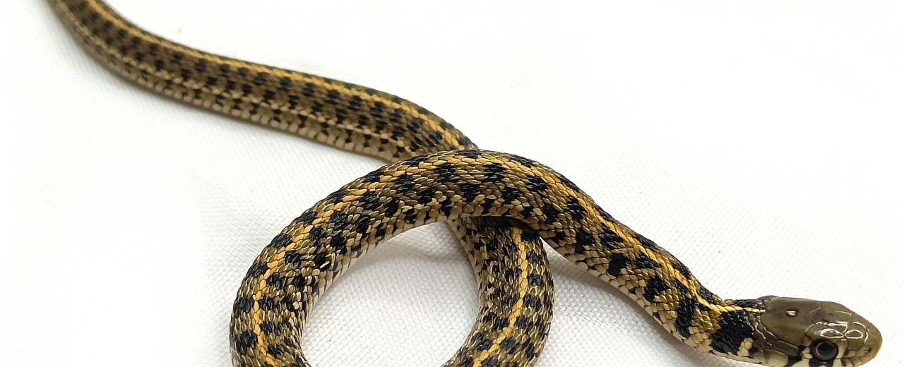 Pończosznik (Thamnophis marcianus)