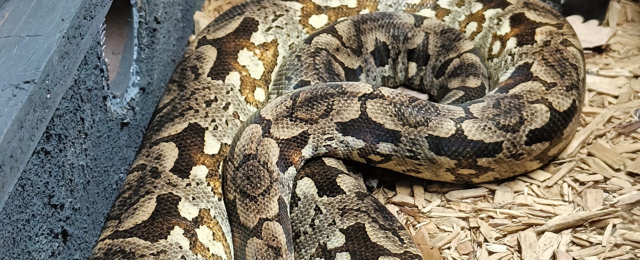 Boa Dumerila (Acrantophis dumerili)