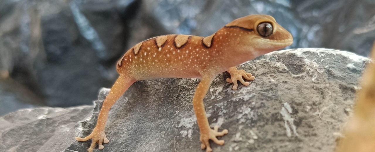 Diplodactylus galeatus