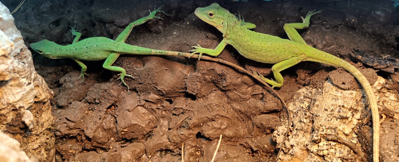 Anolis biporcatus (Norops biporcatus)